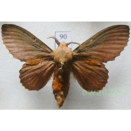 Gastropacha quercifolia (Linnaeus, 1758) male Czech90